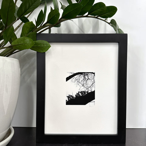 Nature Silhouettes - Ferns on Tree - Black and White Photograph Print on Matte Paper - Print to Order