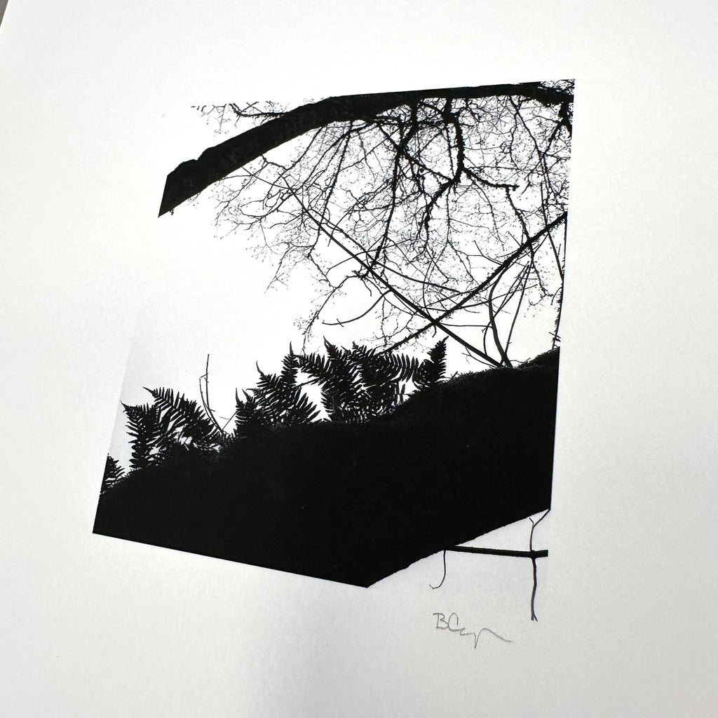 Nature Silhouettes - Ferns on Tree - Black and White Photograph Print on Matte Paper - Print to Order