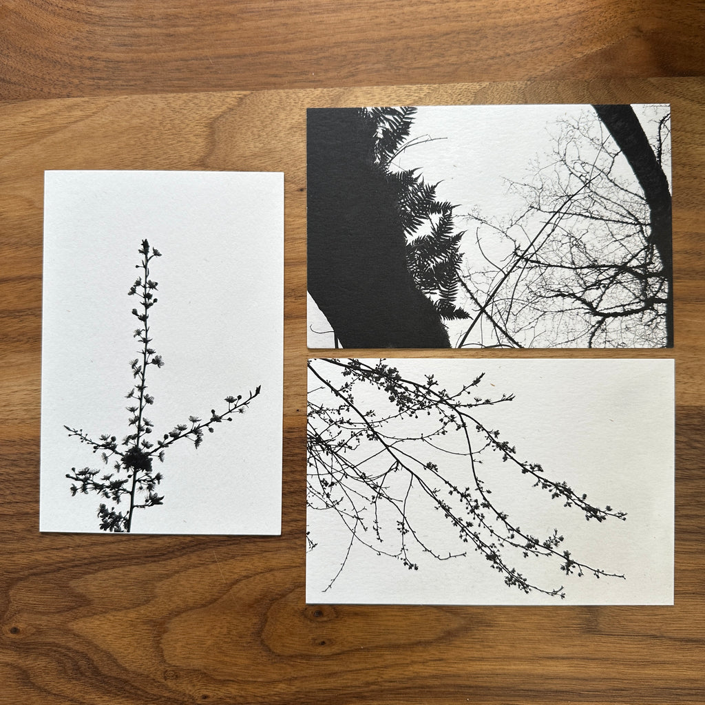 Postcards - Nature Silhouettes - Set of 3 - Ready to Ship