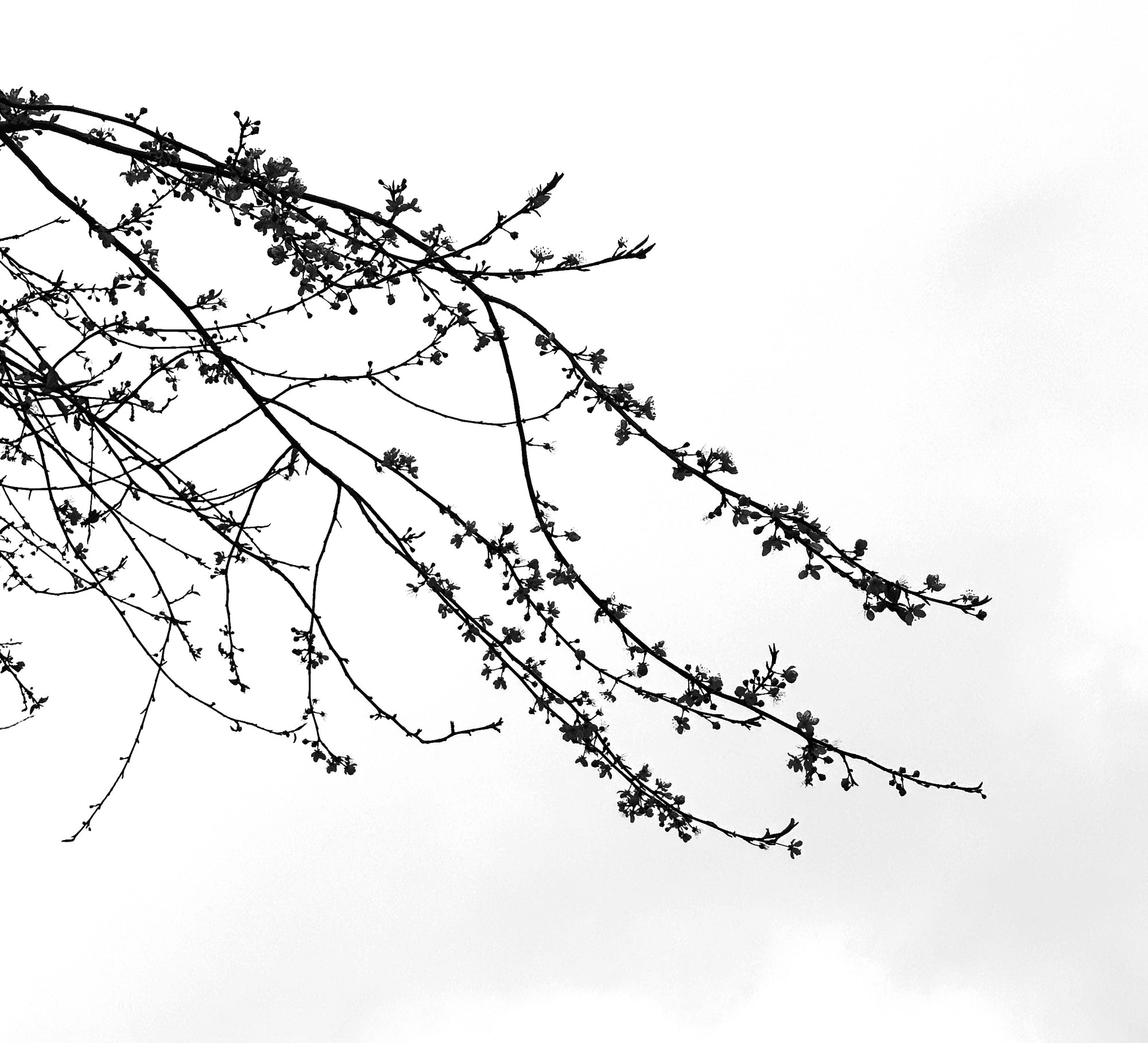 Days 60-64/366 days of trees