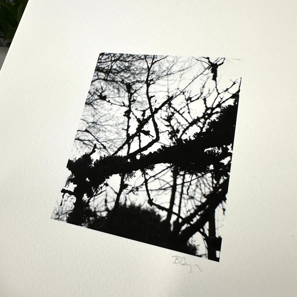 Nature Silhouettes - Mossy Branches - Black and White Photograph Print on Matte Paper - Print to Order