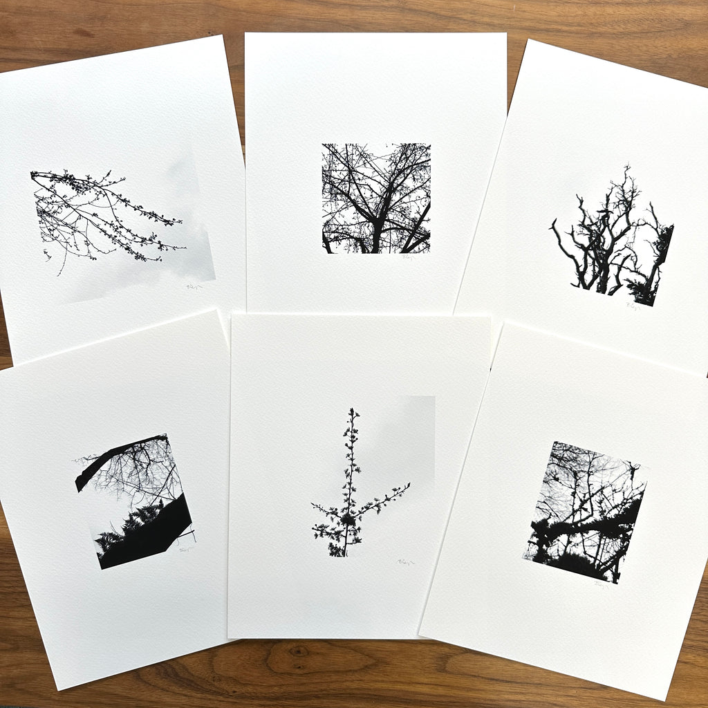 Nature Silhouettes - Snow Lined Branches - Black and White Photograph Print on Matte Paper - Print to Order