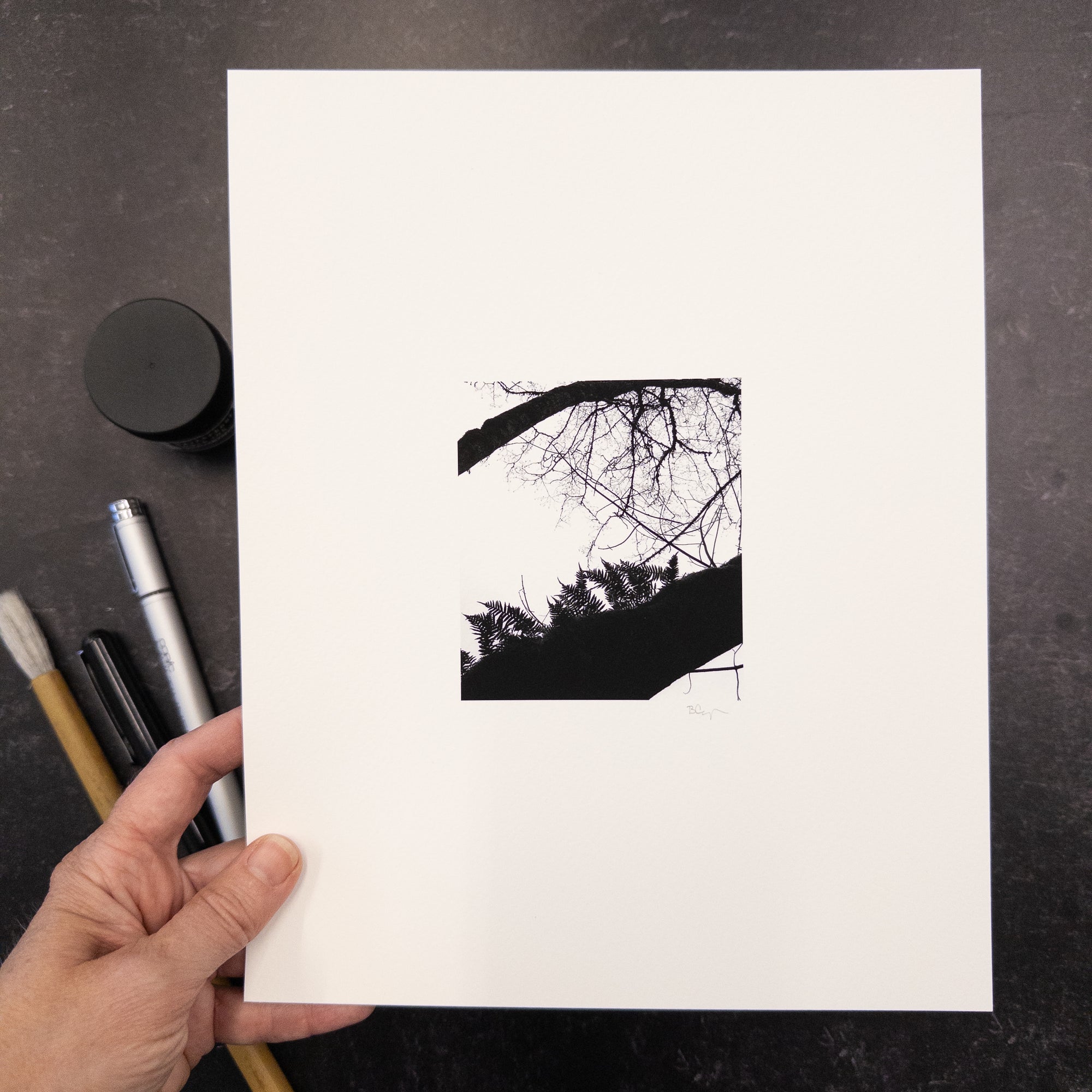 Print Sale - 8x10 Nature Silhouettes - Ferns on Tree - Black and White Photograph Print on Matte Paper - Ready to Ship