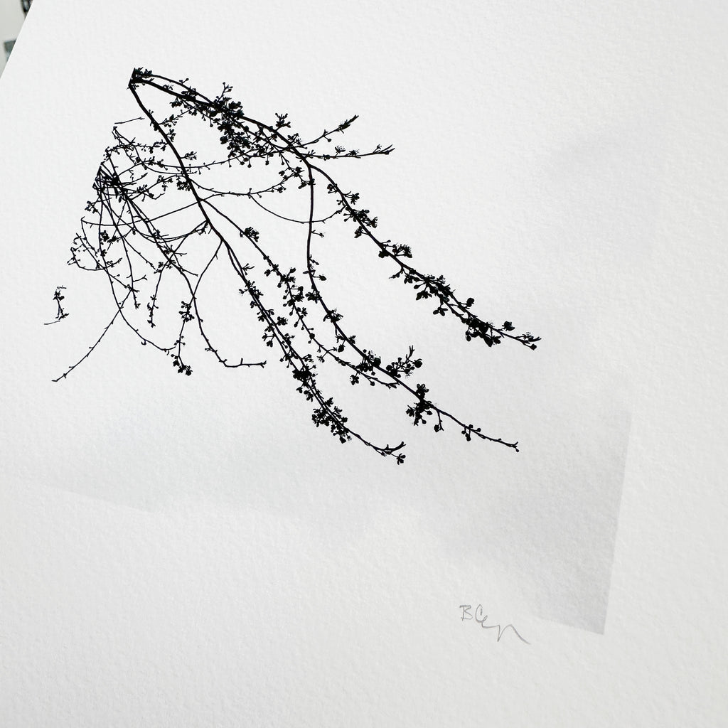 Nature Silhouettes - Tiny Blossom Spray - Black and White Photograph Print on Matte Paper - Print to Order